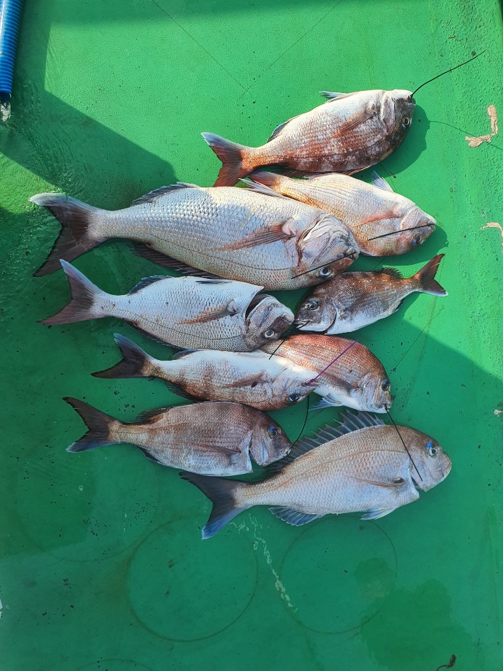 5월23일 뉴궁리호 참돔조황