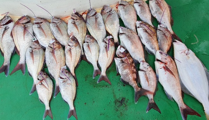 5월30일 뉴궁리도 참돔타이라바조황