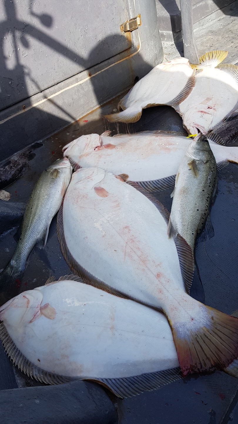 5월13일 용진호 조촐하게 다운샷 조황!!