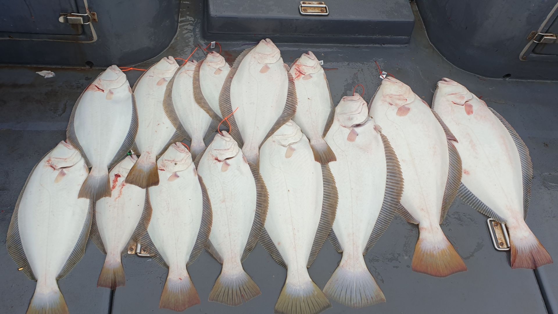 5월 02일 용진호 광어다운샷조황