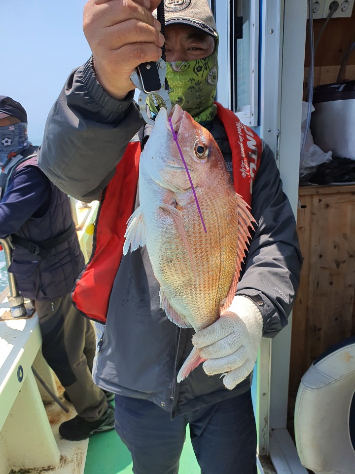 5월26일 뉴궁리호 참돔조황