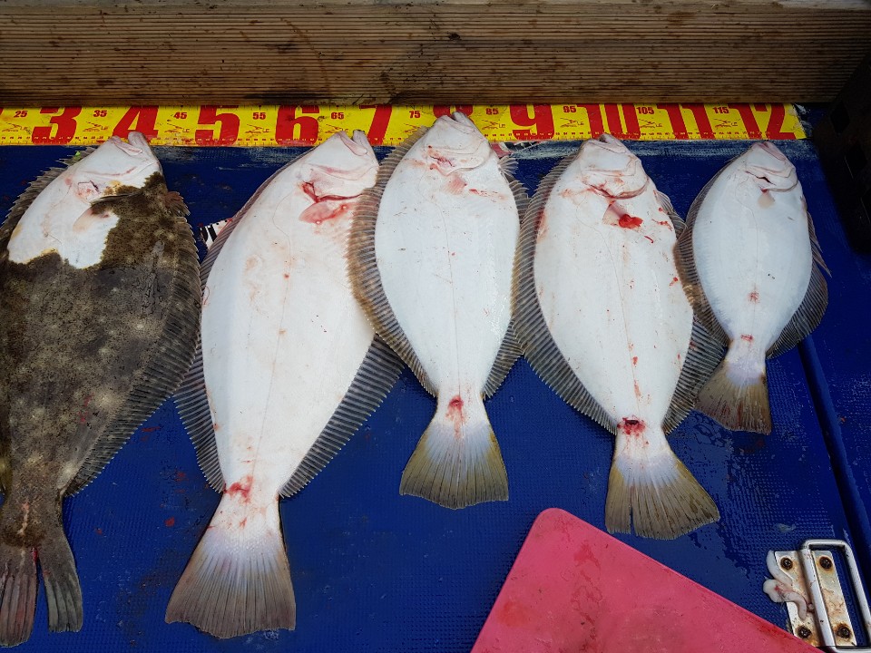 5월3일 대양호 외수질조황