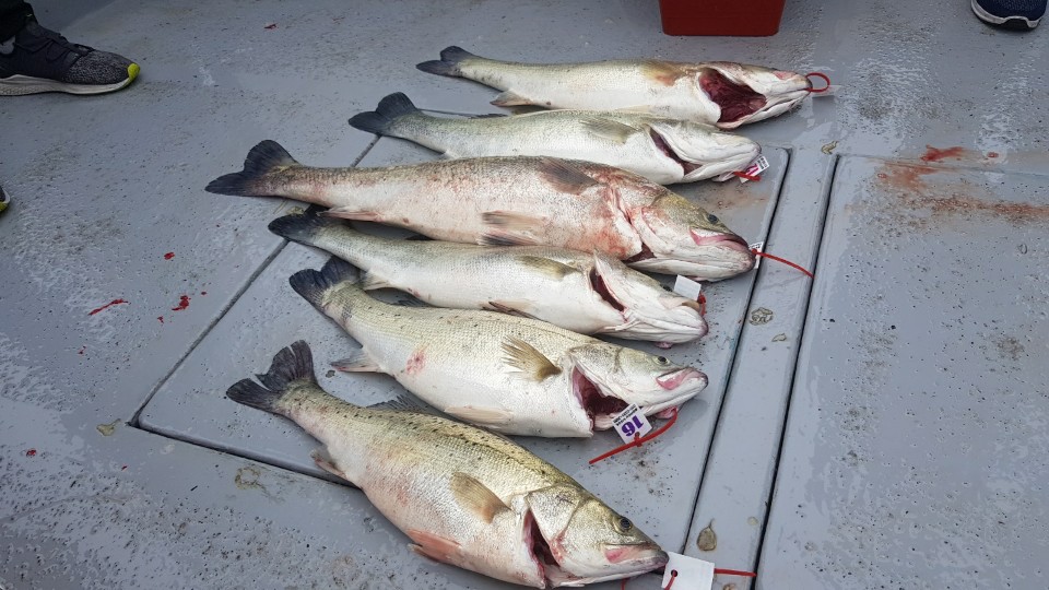 6월12일 뉴대성호 다잡아외수질조황