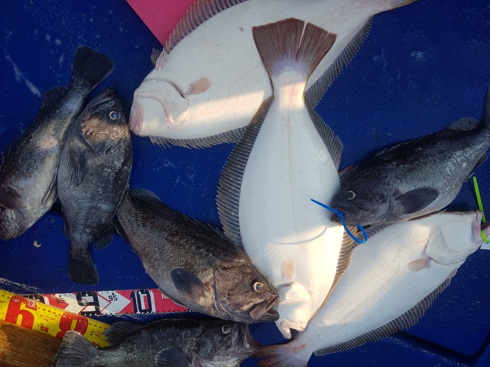 6월21일 대양호 외수질조황