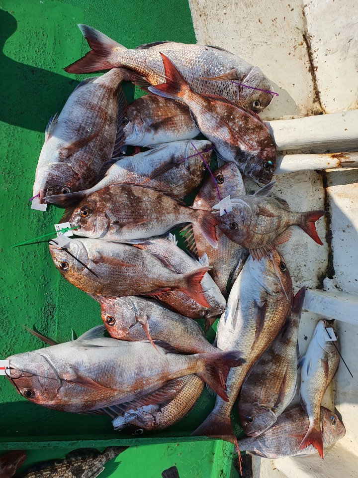 6월20일 뉴궁리호 참돔조황