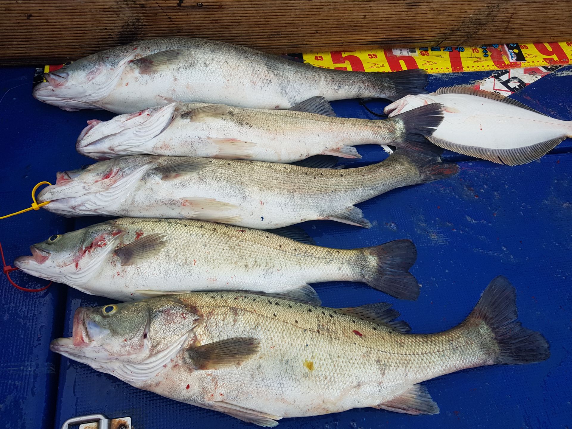 6월1일 대양호 외수질 조황