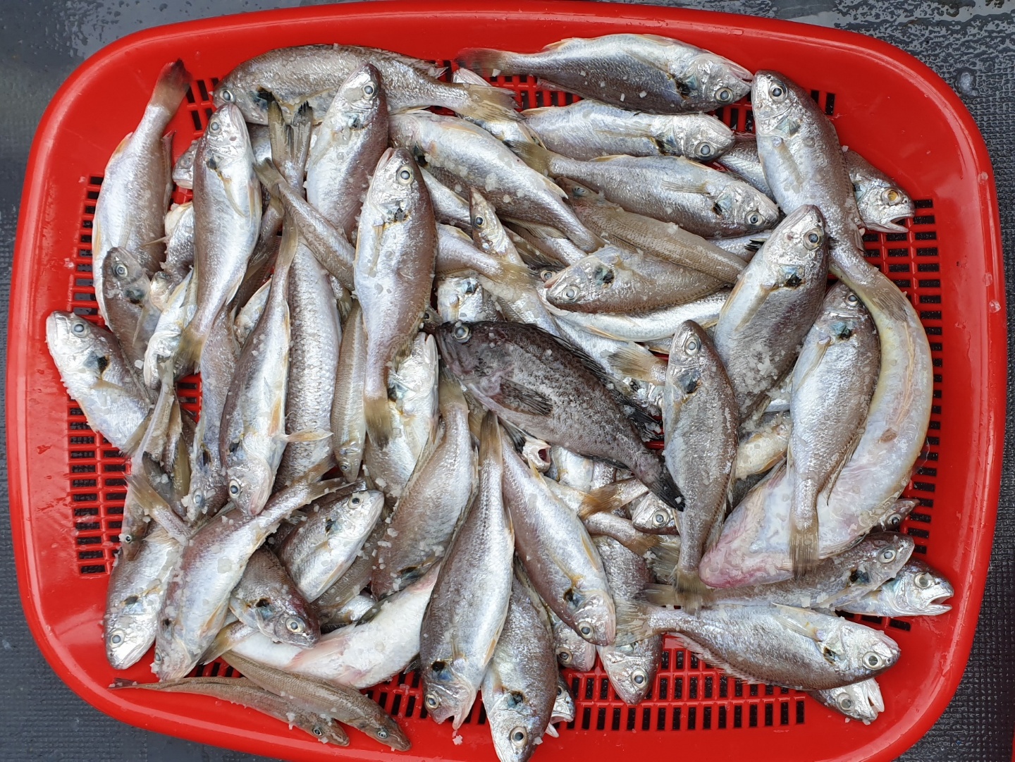 6월 28일 대성2호 백조기 탐사조황