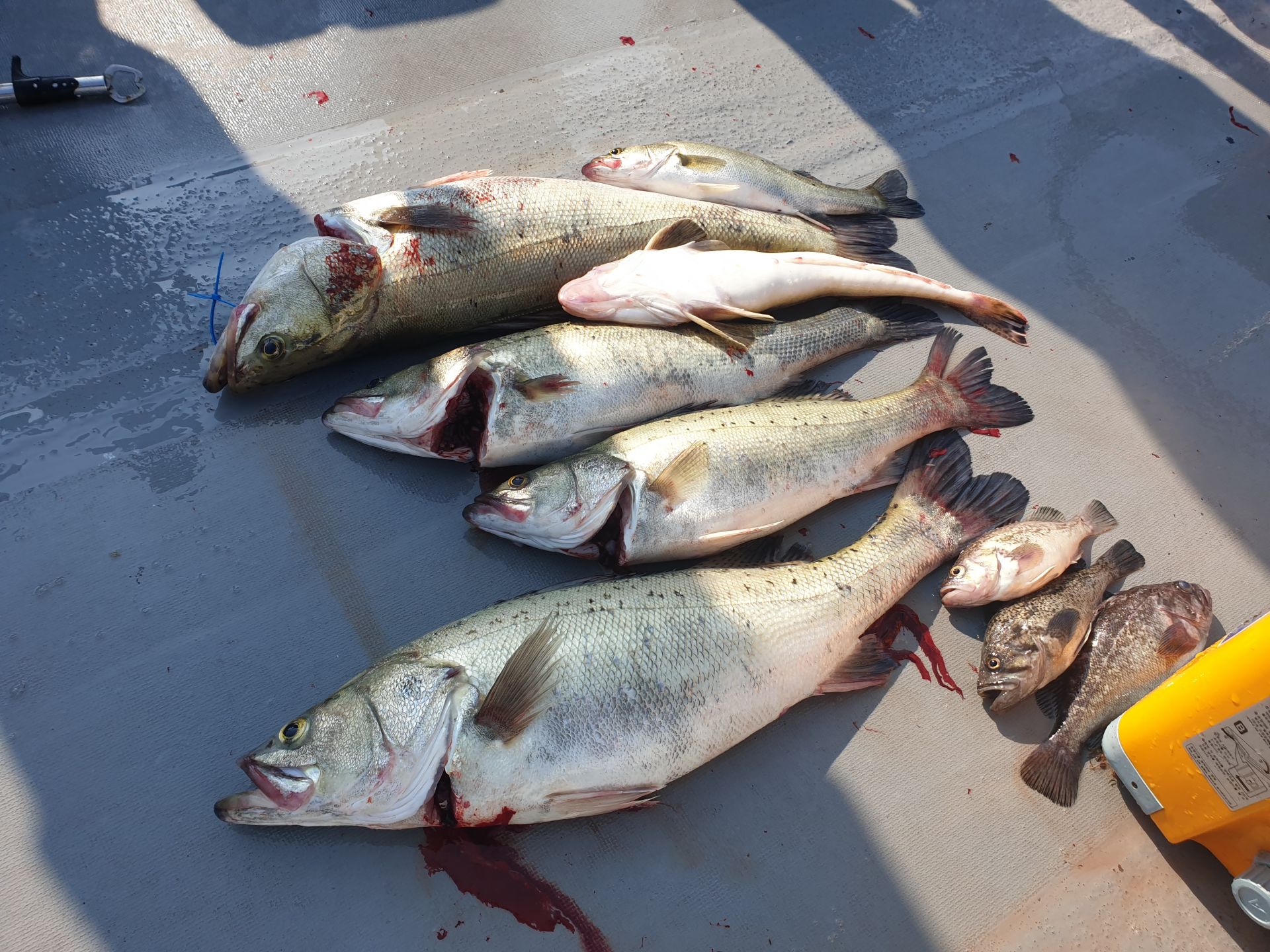 6월20일 동백호 농어 외수질조황