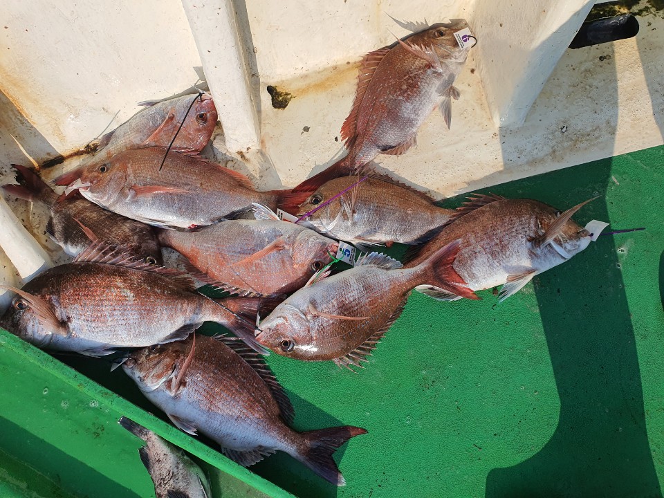 6월21일 뉴궁리호 참돔조황