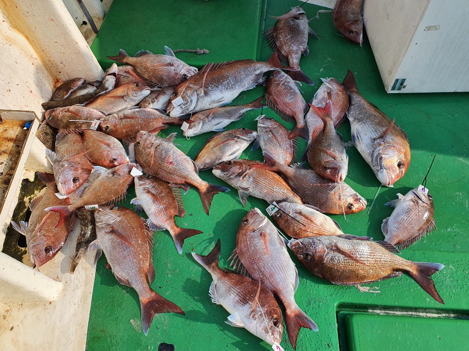 6월27일 뉴궁리호 참돔조황