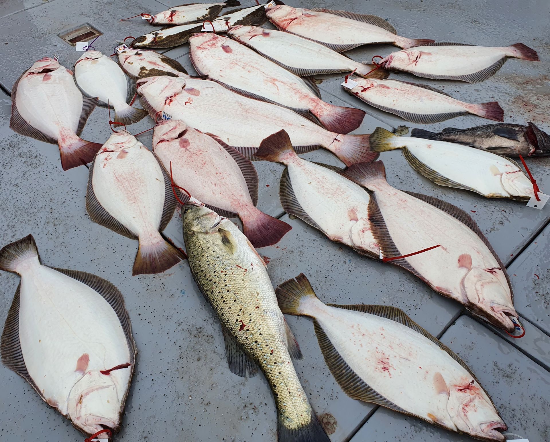 6월5일 뉴대성호 다잡아외수질조황