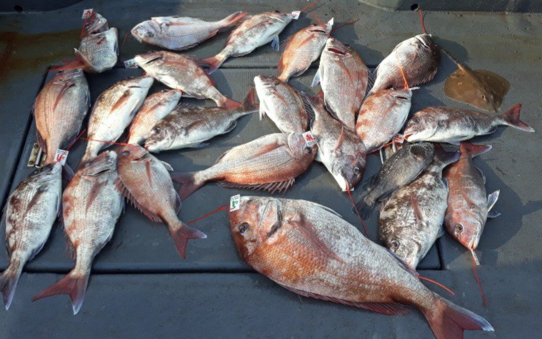 6월9일 대성1호 참돔타이라바 조황