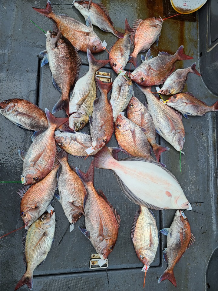 6월10일 대성1호 참돔 타이라바 조황