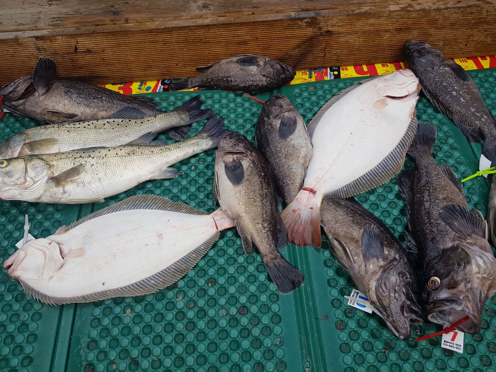 6월6일 대양호 외수질조황