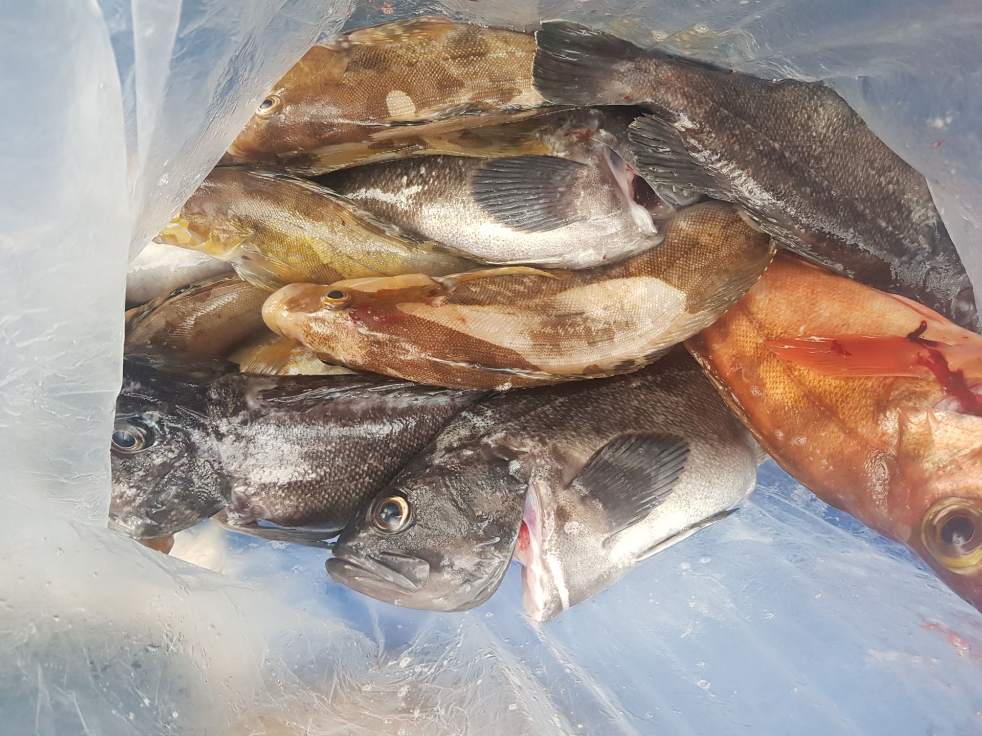 6월16일 대양호 외수질조황