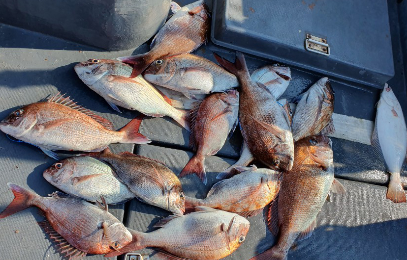 6월20일 피크닉호 참돔타이라바 조황!!