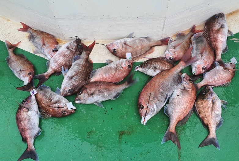 6월 18일 뉴궁리호 타이라바조황