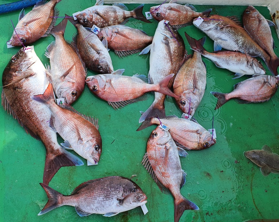 6월6일 뉴궁리호 참돔조황