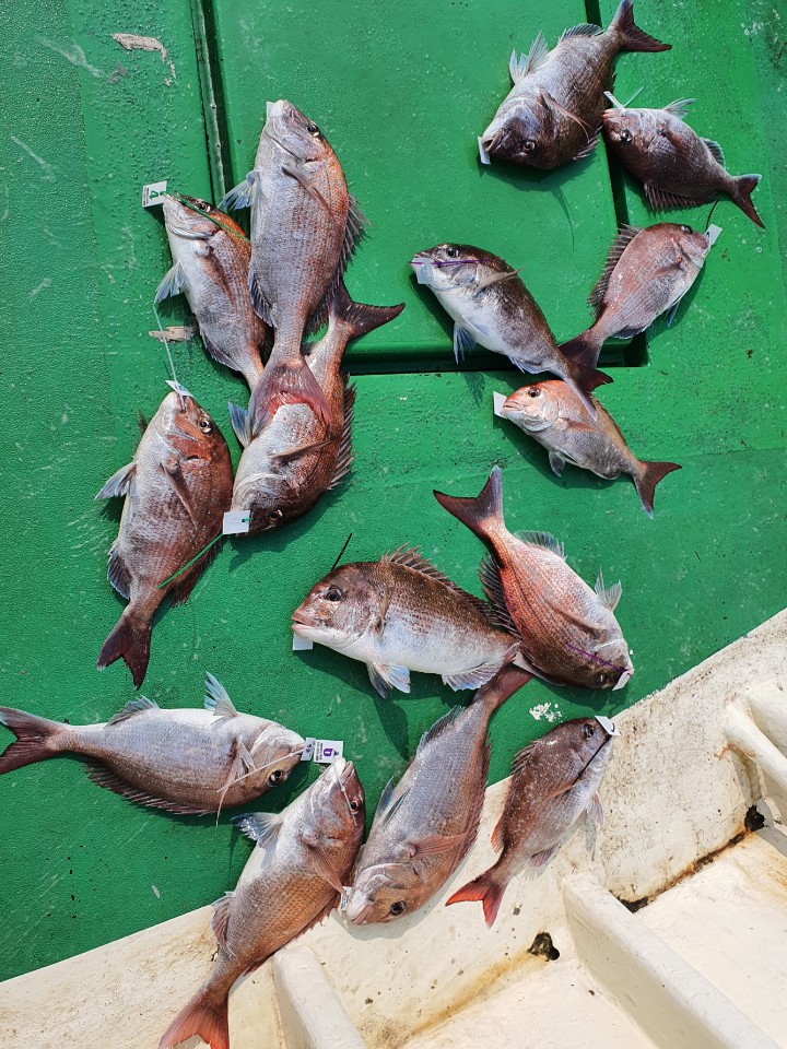 6월19일 뉴궁리호 참돔조황