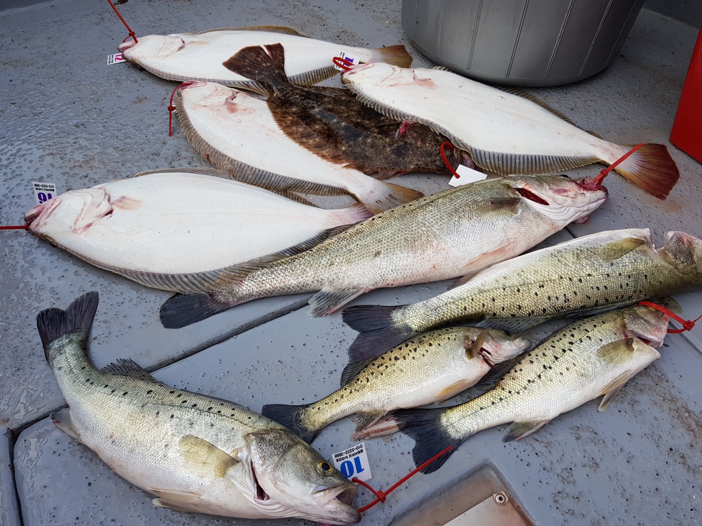 6월6일 뉴대성호 외수질조황