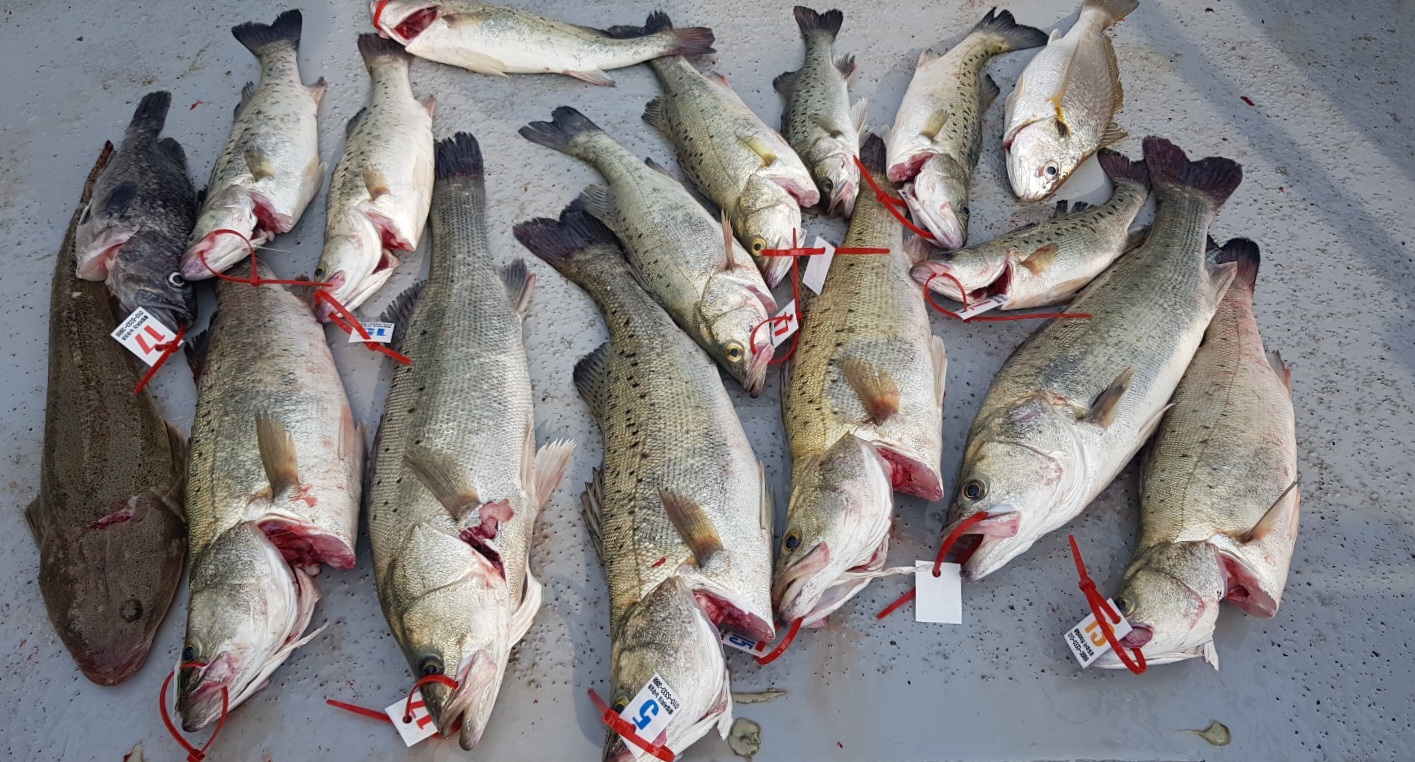 6월26일 뉴대성호 농어외수질