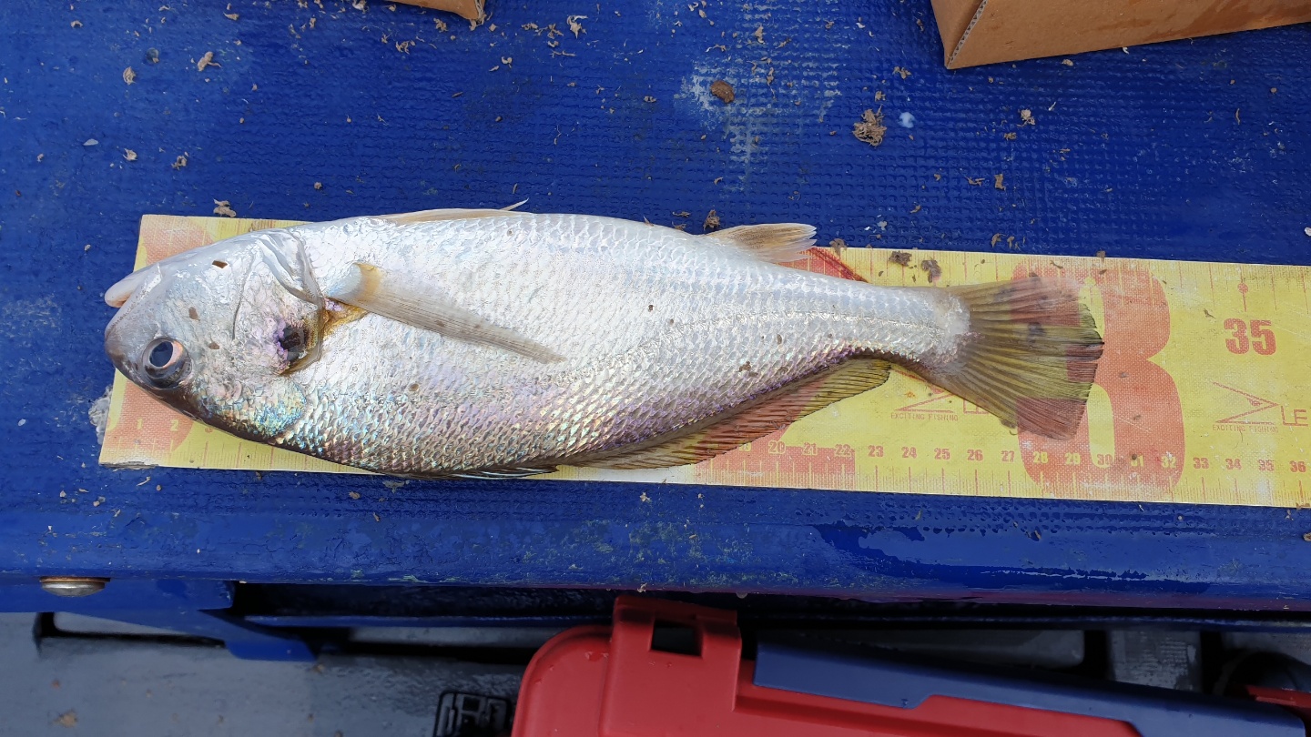 6월 27일 대성2호 백조기 탐사조황