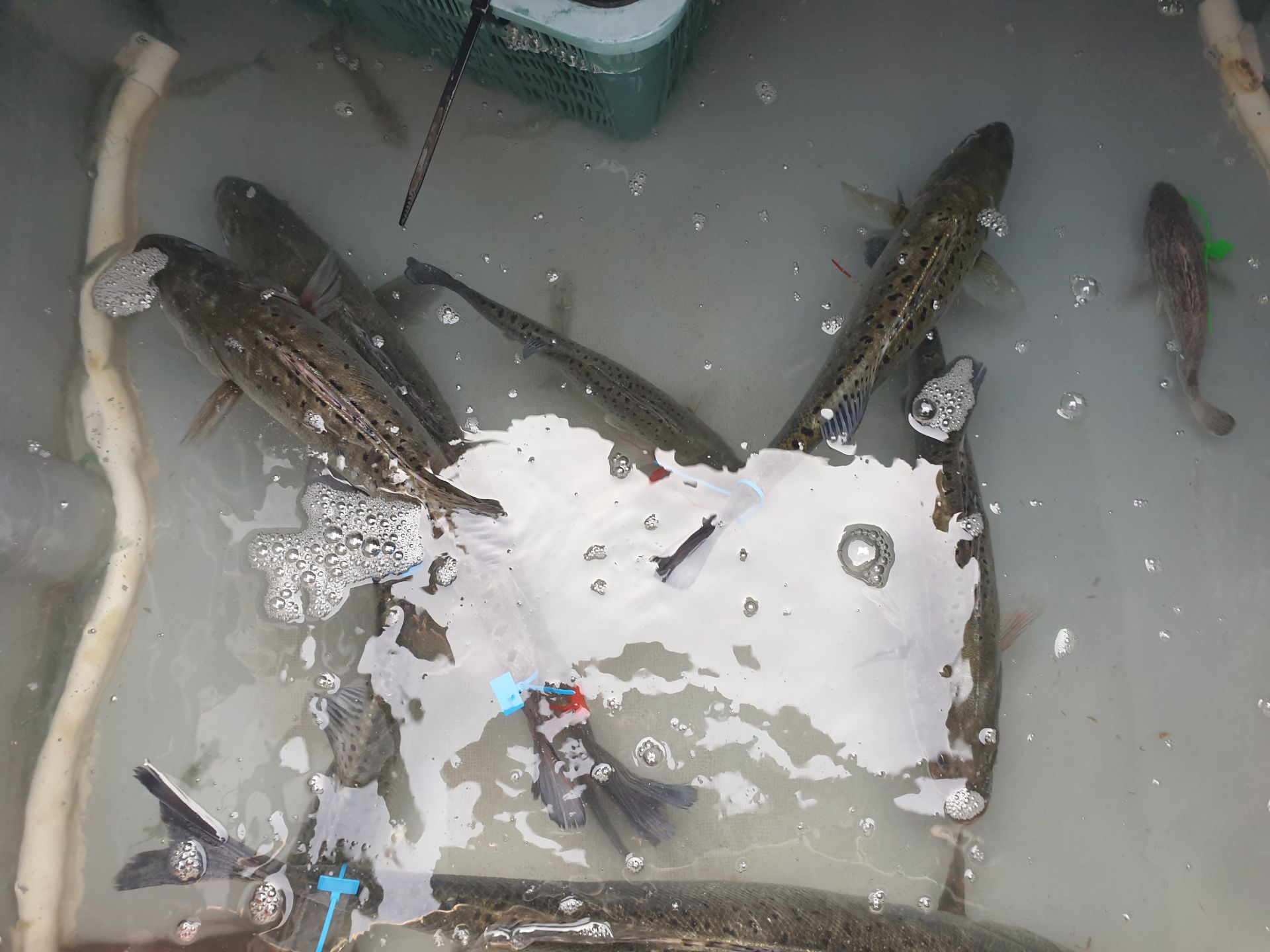 동백호 농어 외수질 조황입니다.