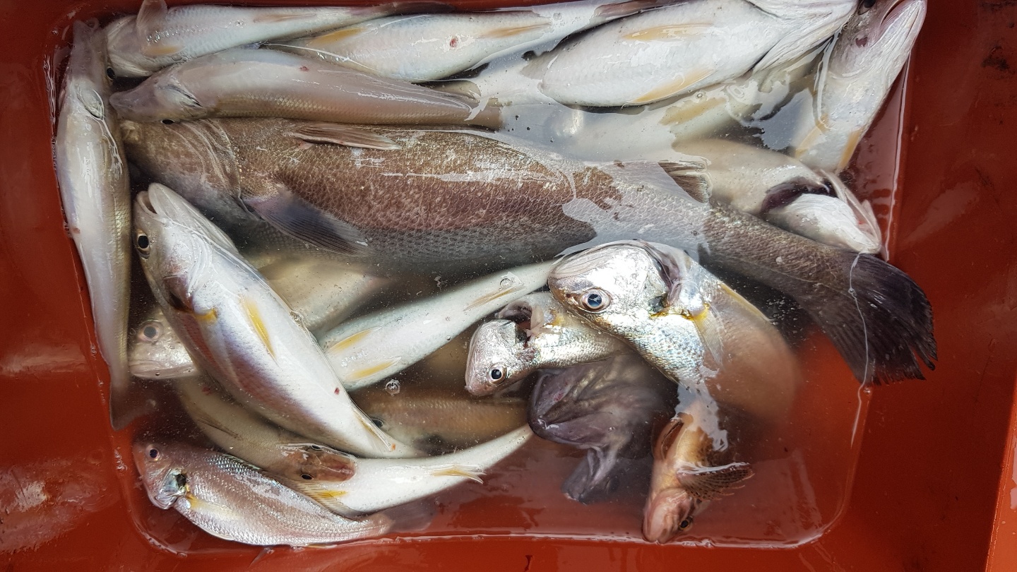 6월 18일 뉴해랑호 백조기탐사!!