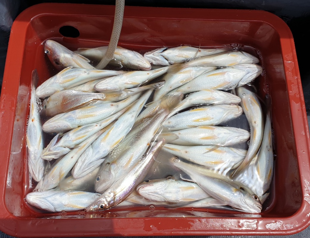 6월26일 대성2호 백조기 탐사 조황