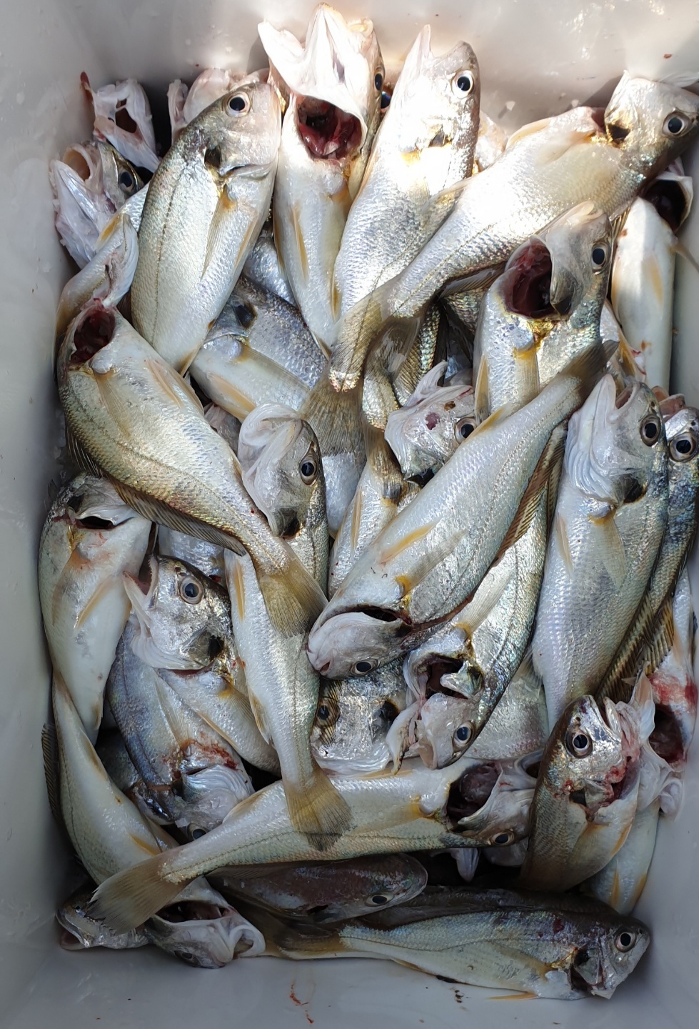 7월 2일 대성2호 백조기 탐사 조황