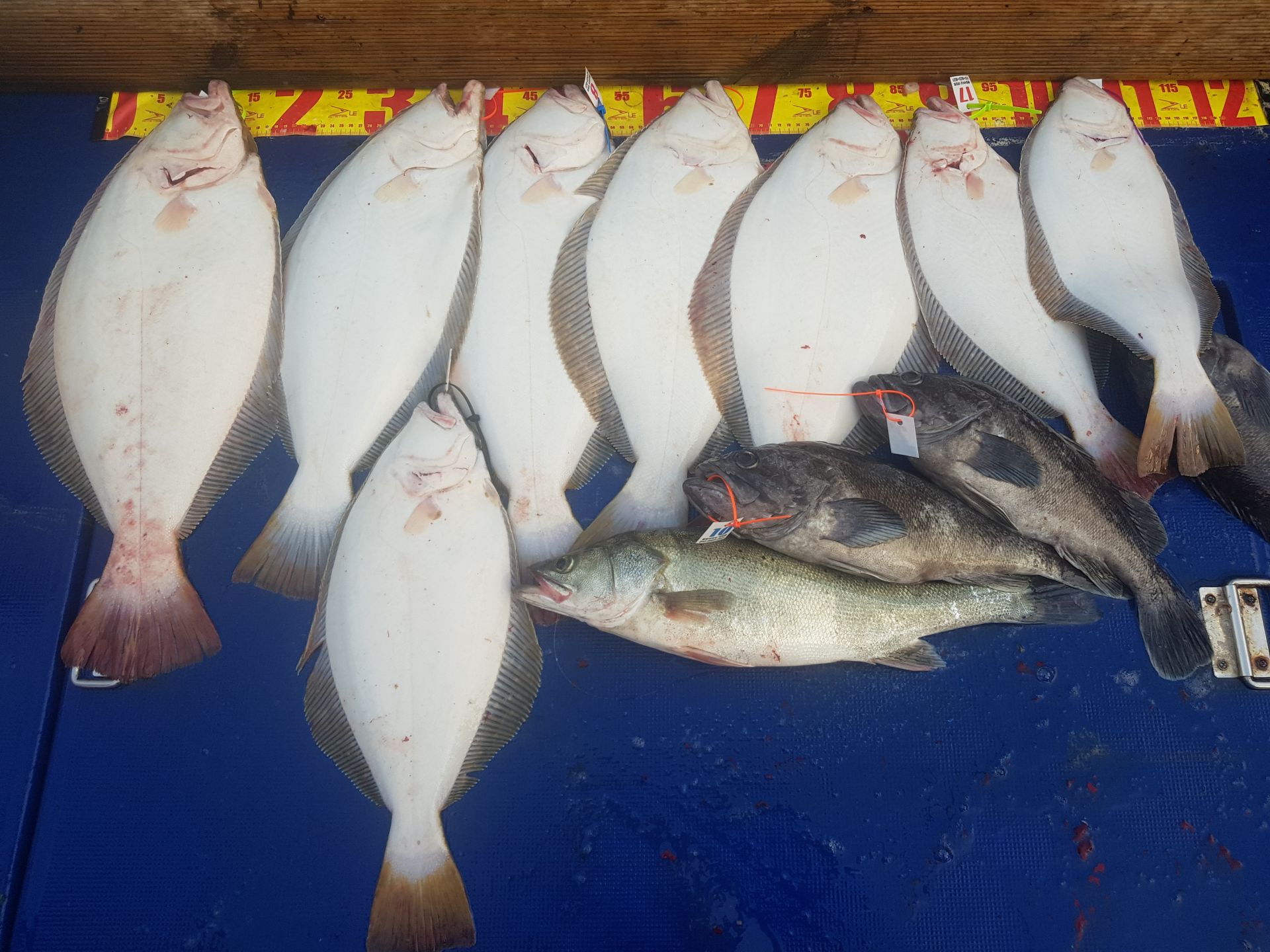 7월4일 대양호 외수질조황