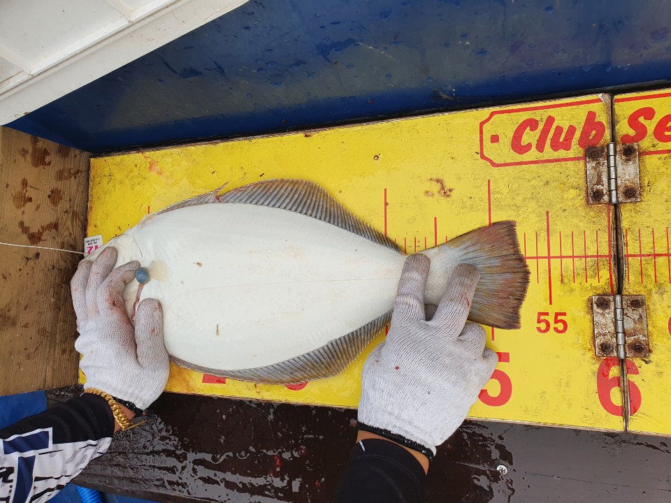 7월 11일 대성호 8人 다운샷 조황