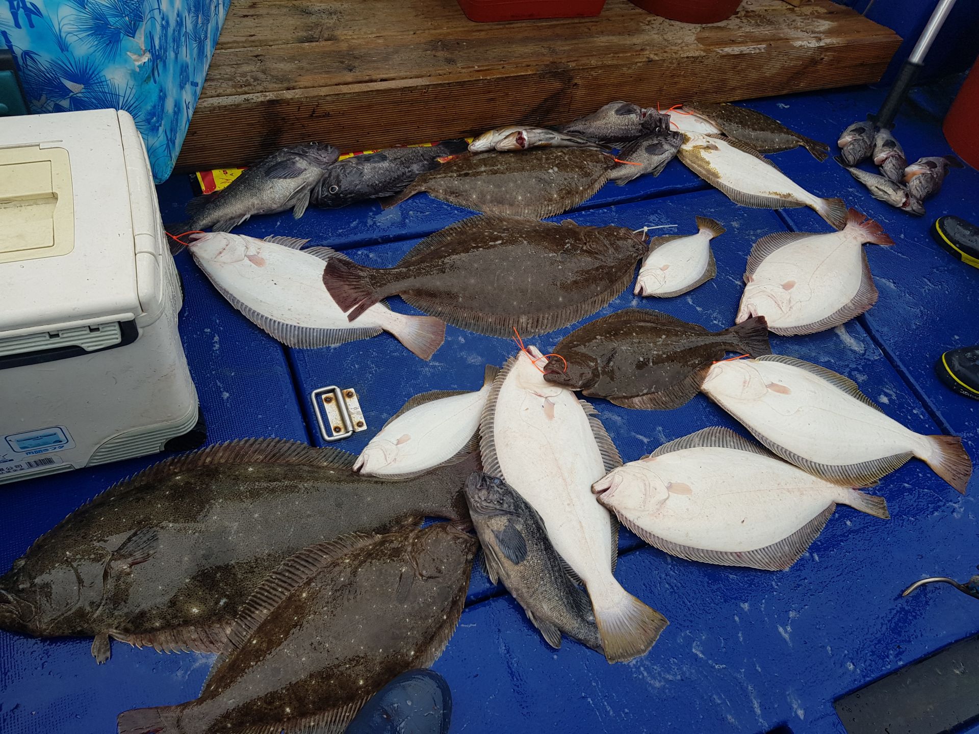 7월9일 대양호  다운샷조황