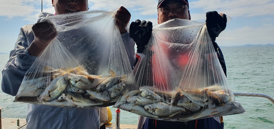 7월 25일 용진호 백조기조황