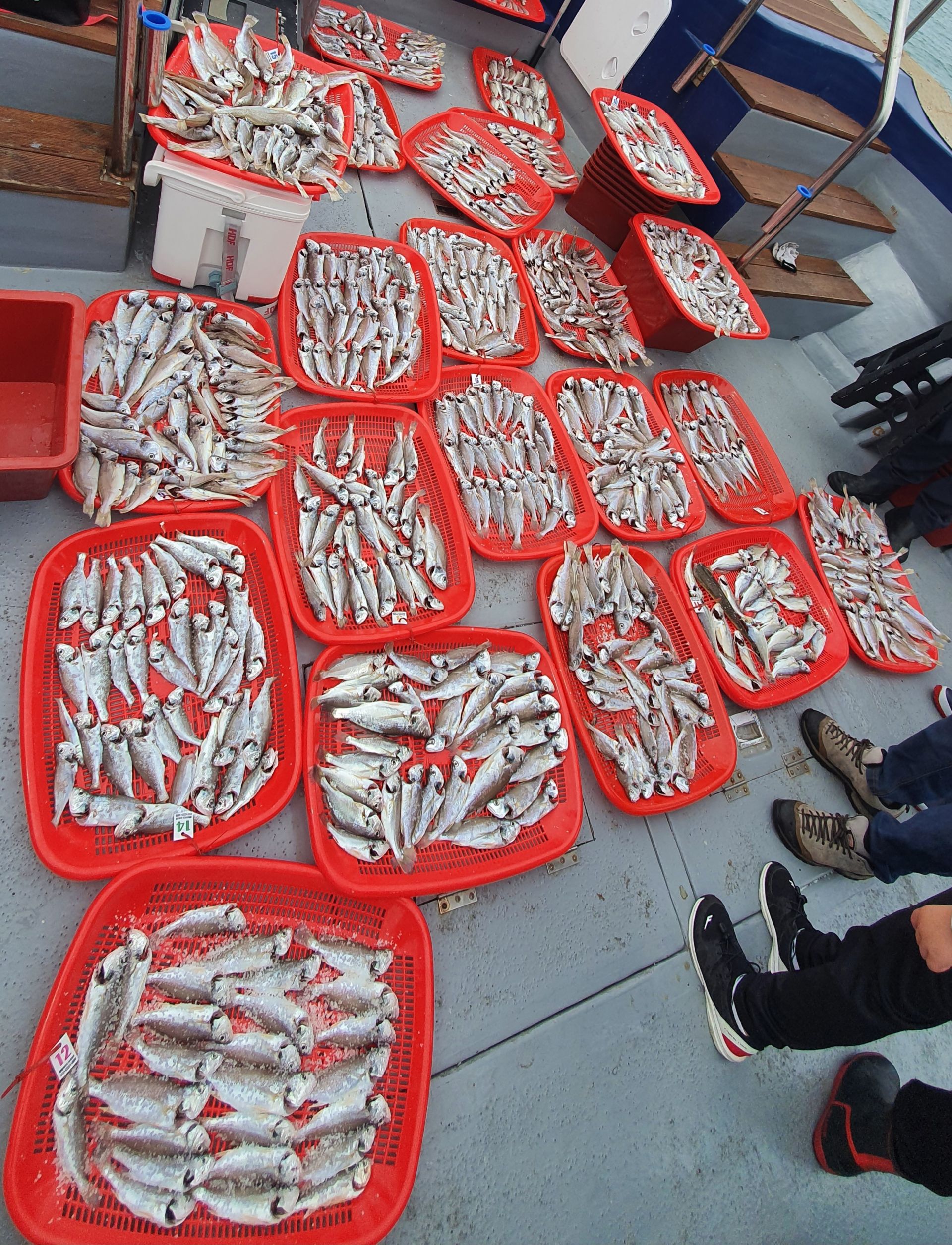 7월2일 뉴대성호 백조기단체조황