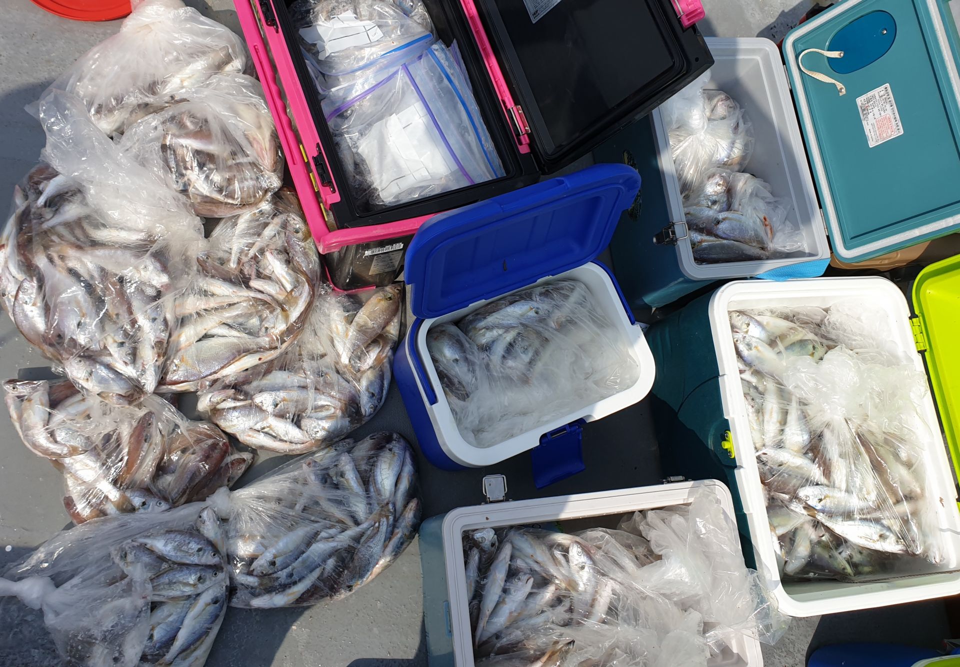 7월18일 동백호 백조기조황