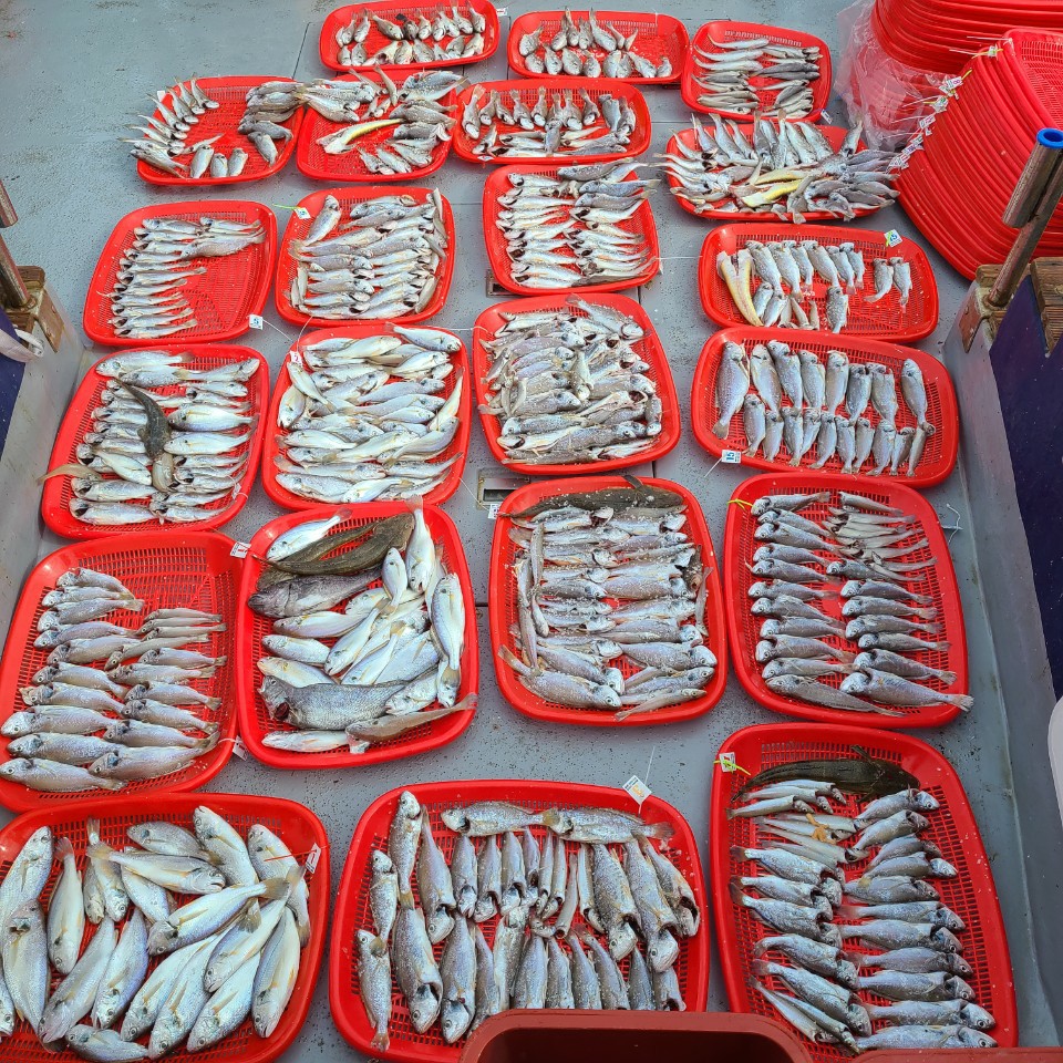 7월26일 뉴대성호 백조기조황