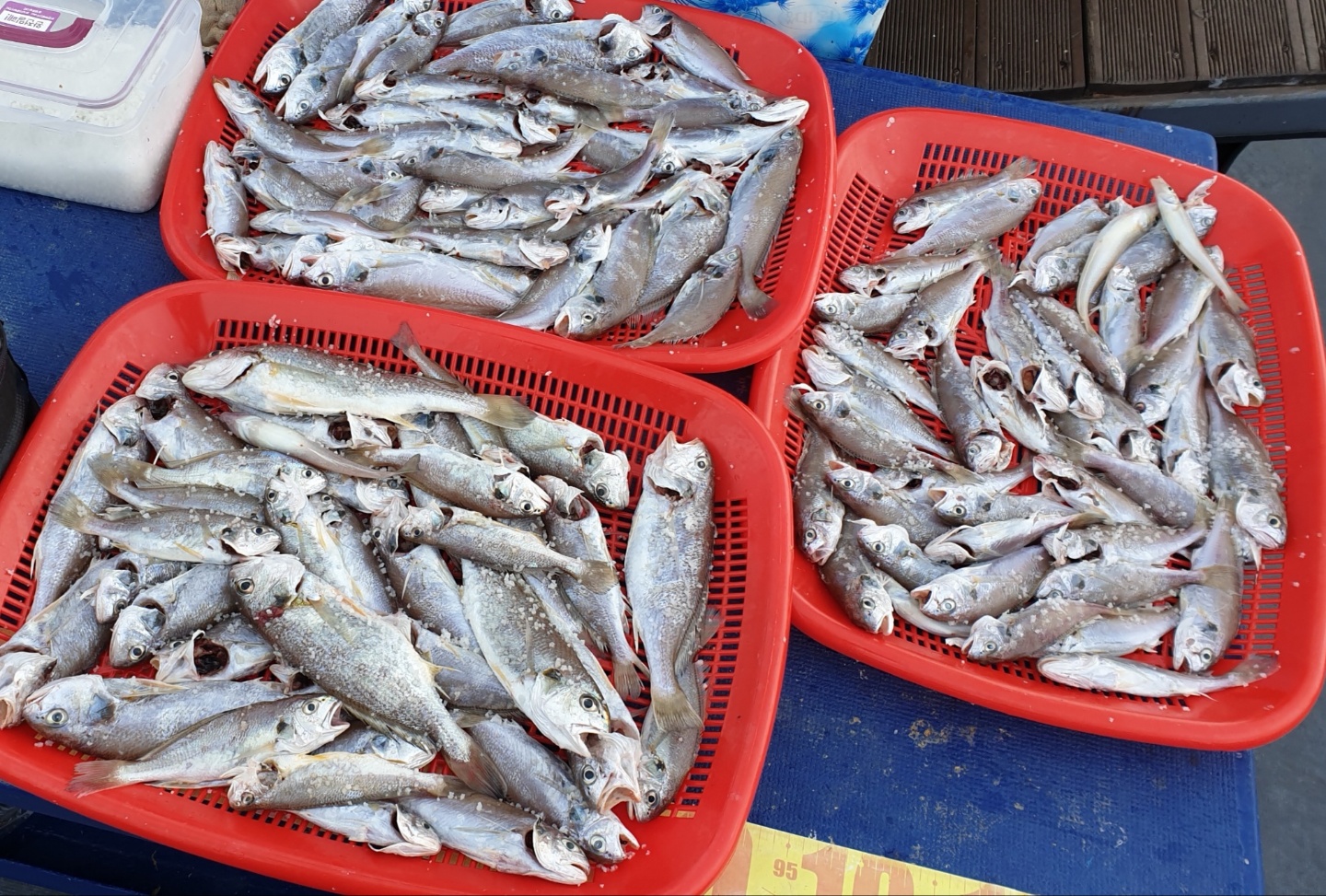 7월4일 대성2호 백조기조황