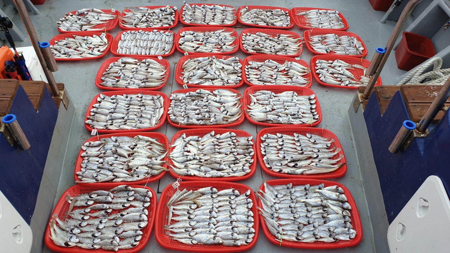 7월15일 뉴대성호 백조기조황