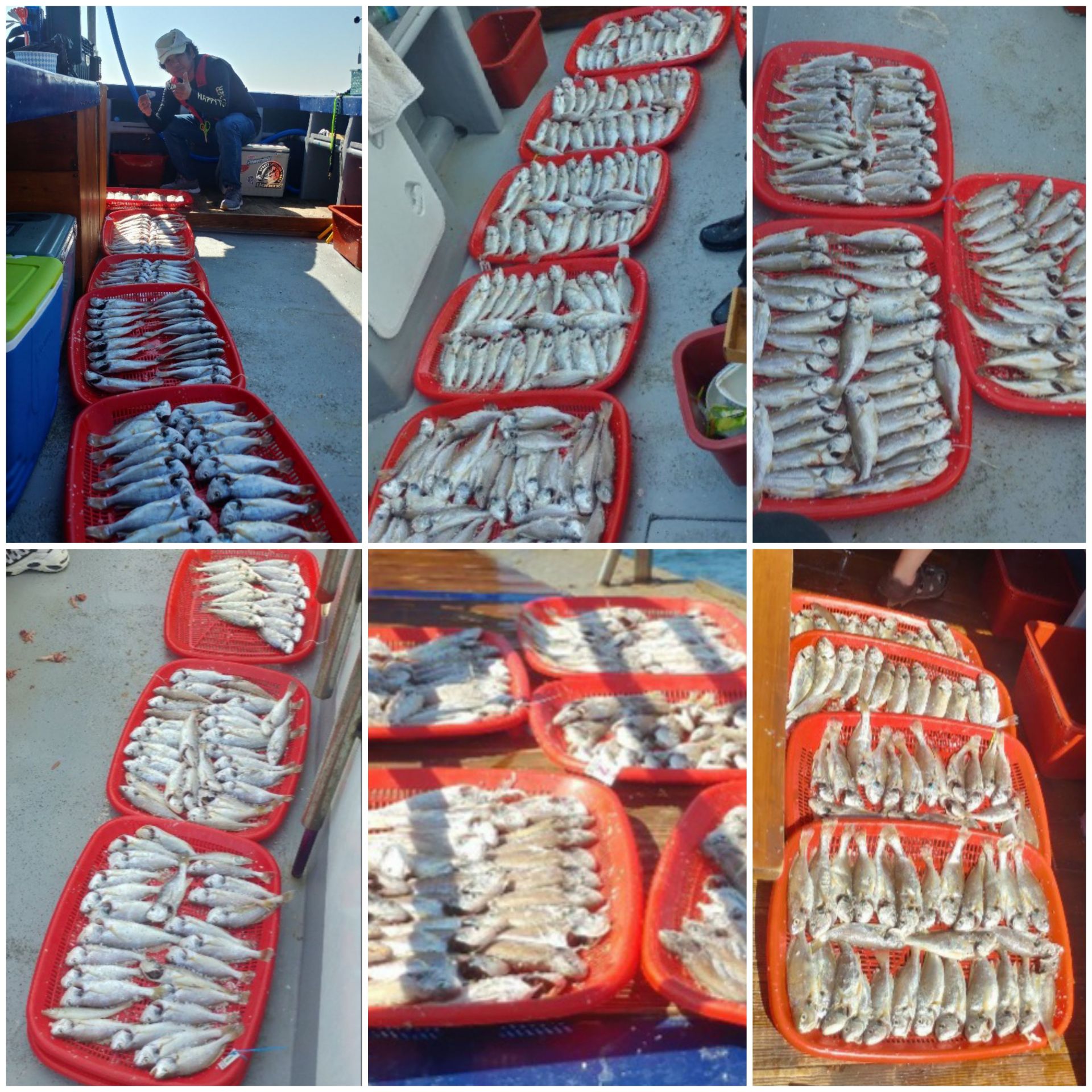 8월18일 뉴대성호 백조기조황