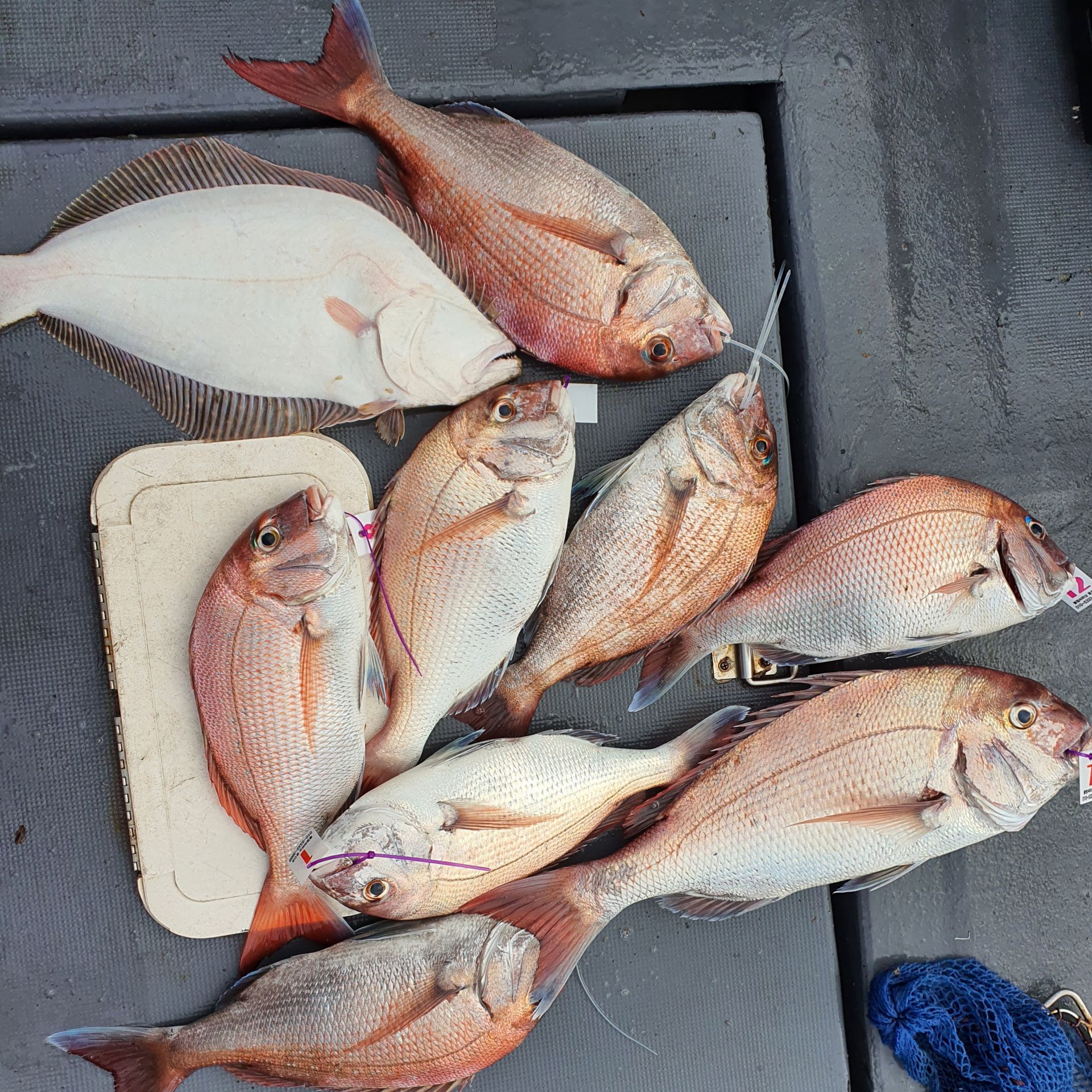 8월 16일 뉴궁리호 참돔 조황