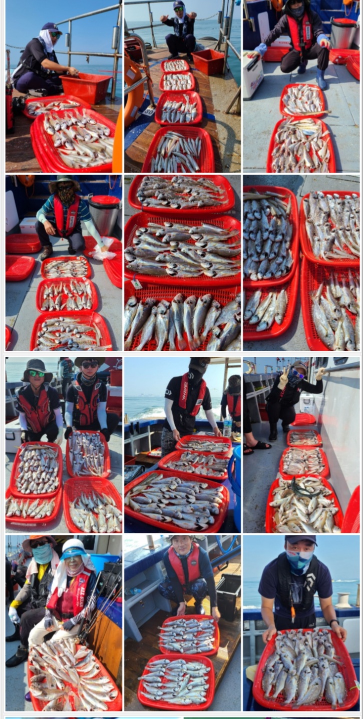 8월24일 뉴대성호 백조기조황