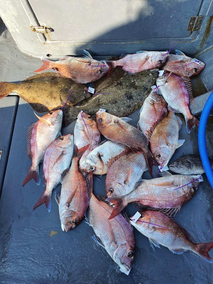 8월23일 뉴궁리호 참돔조황