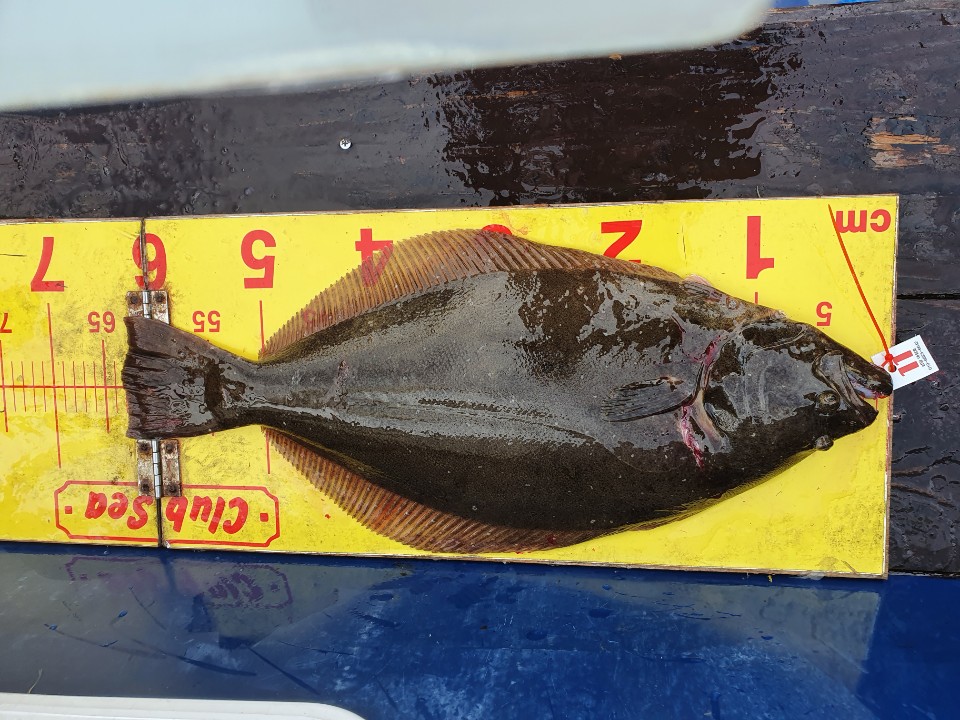 8월 29일 12명 대성호 생미끼 조황입니다