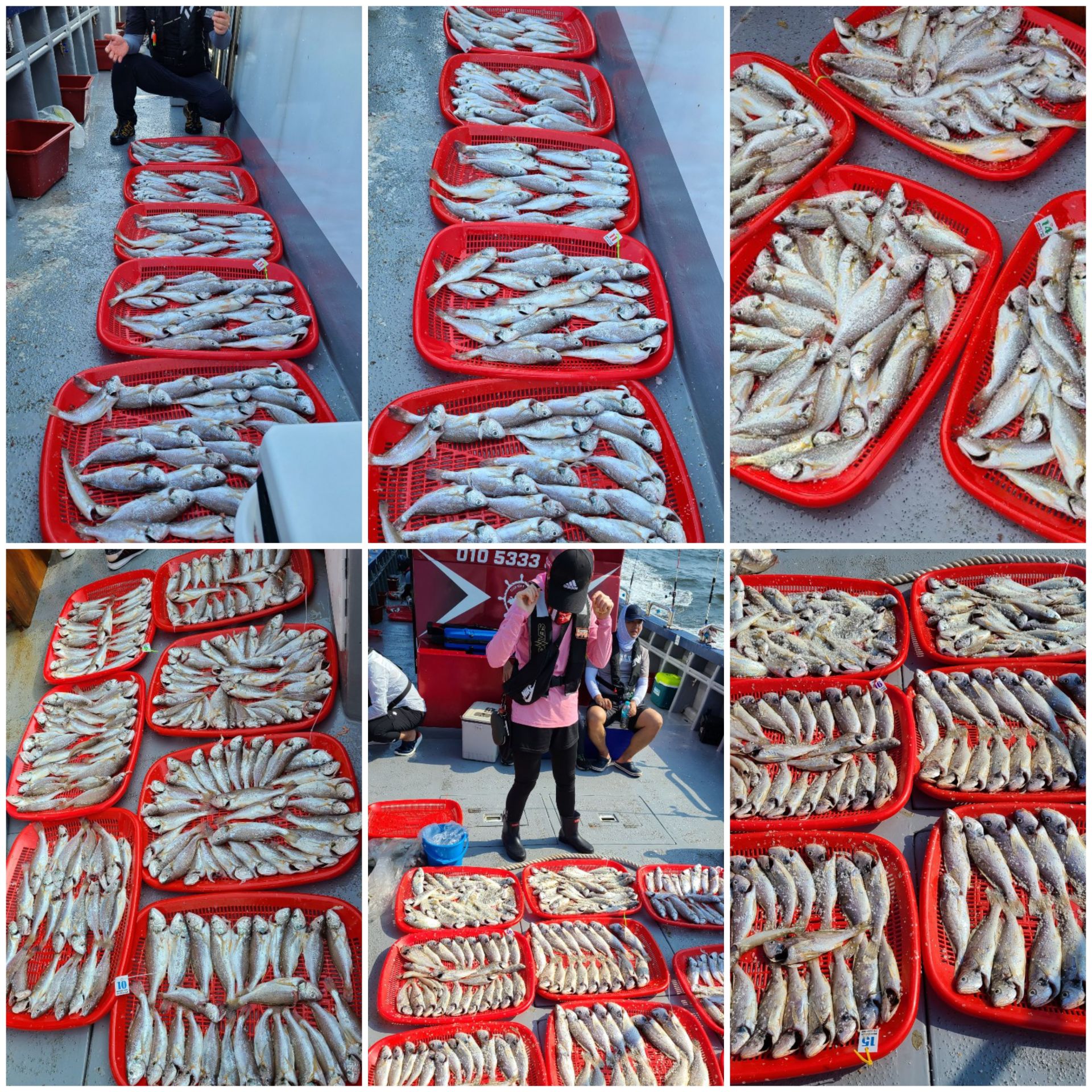 8월15일 뉴대성호 백조기조황