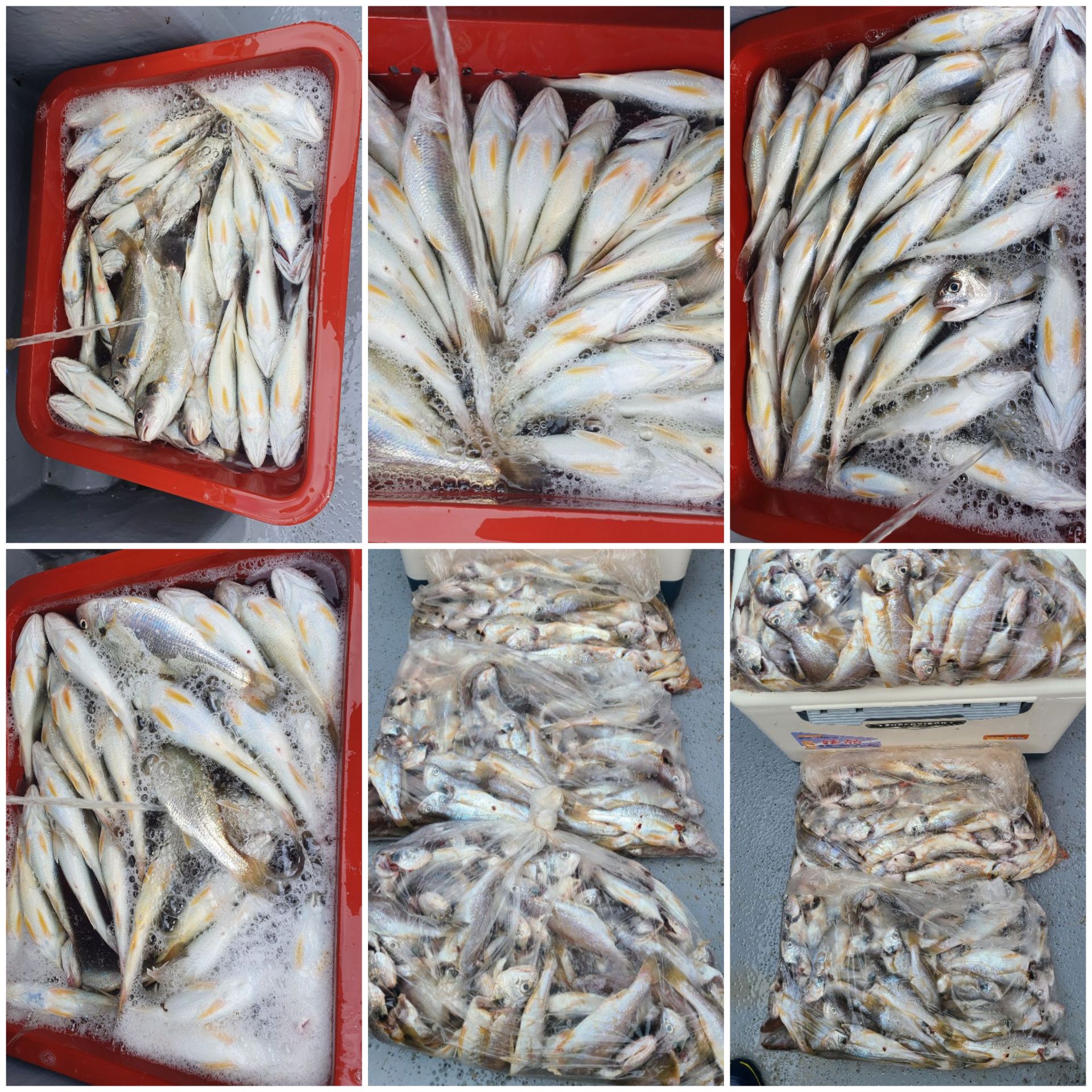 8월10일 뉴대성호 백조기조황