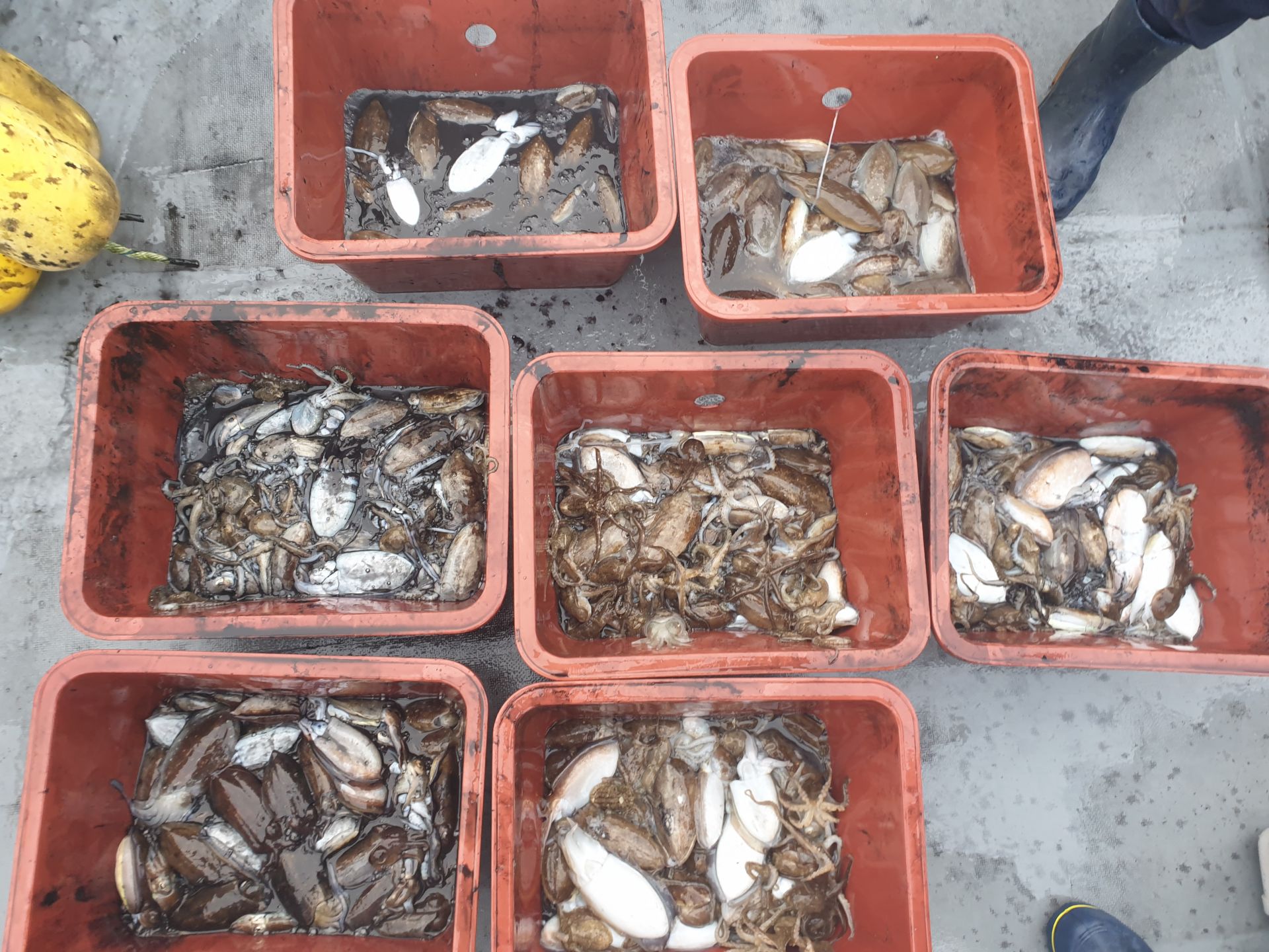 9월16일 동백호 갑오징어  조황