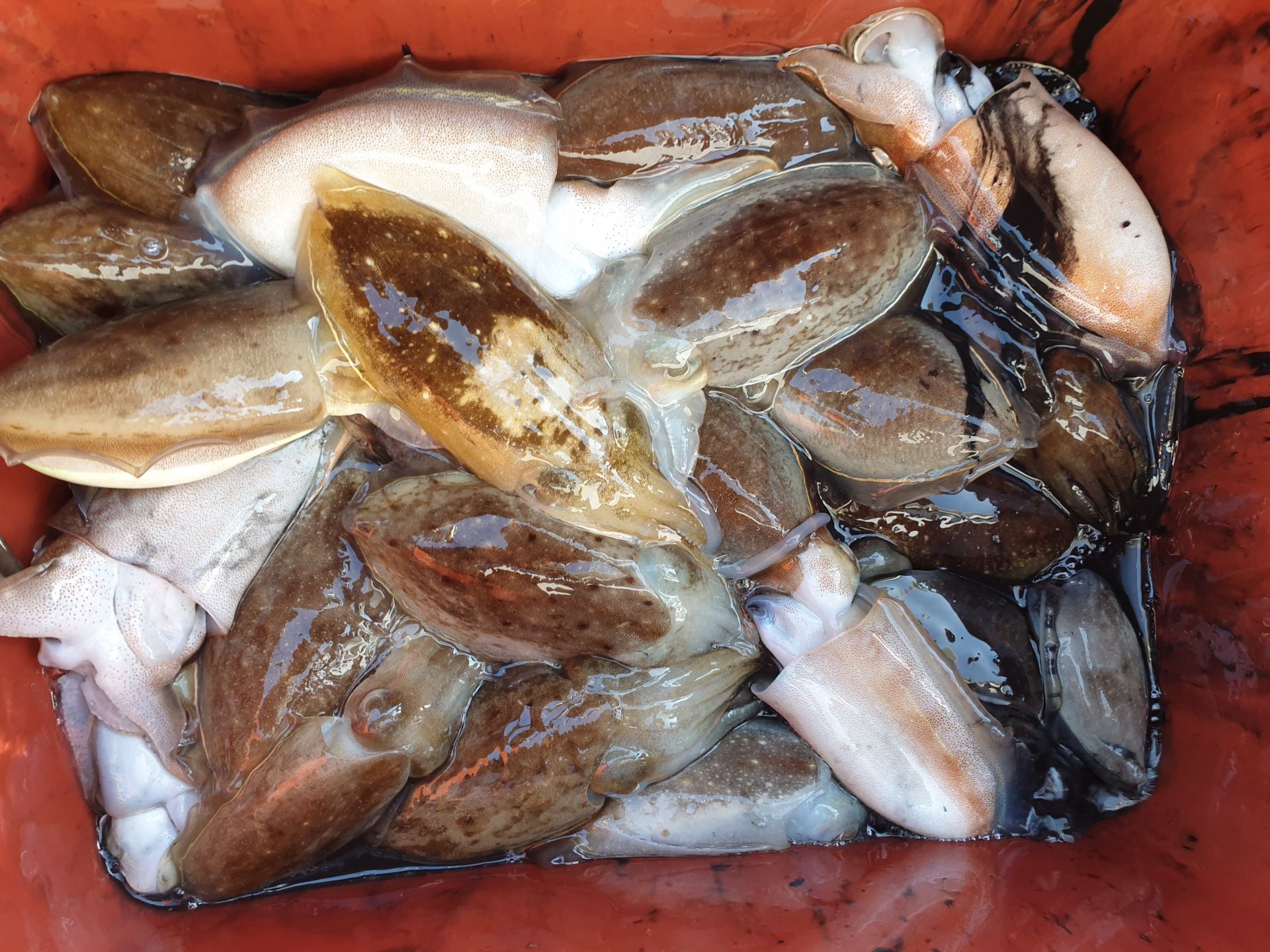 9월21일 동백호 갑오징어 조황