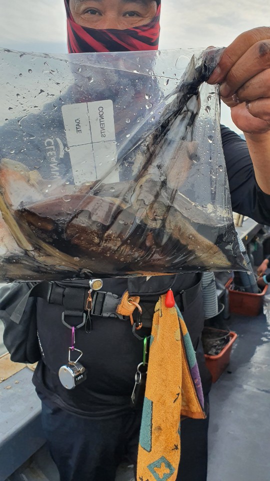 9월15일 용진호 갑오징어 조황