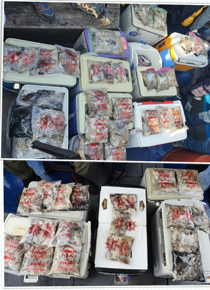 9월 23일 대성호 주꾸미 조황입니다